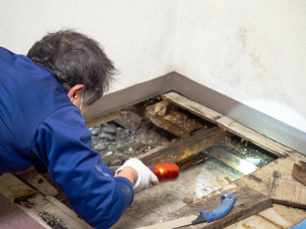 Best Crawl Space Mold Remediation in Willmar, MN