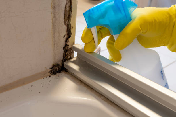 Best Residential Mold Remediation in Willmar, MN
