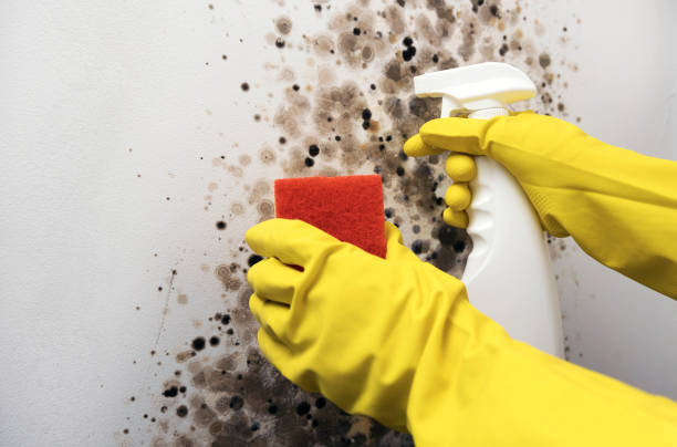 Best Post-Flood Mold Remediation in Willmar, MN